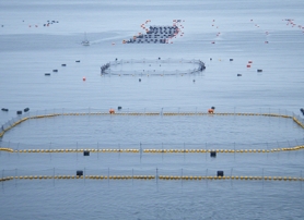 「キョクヨーマリンファーム㈱」のクロマグロの養殖場