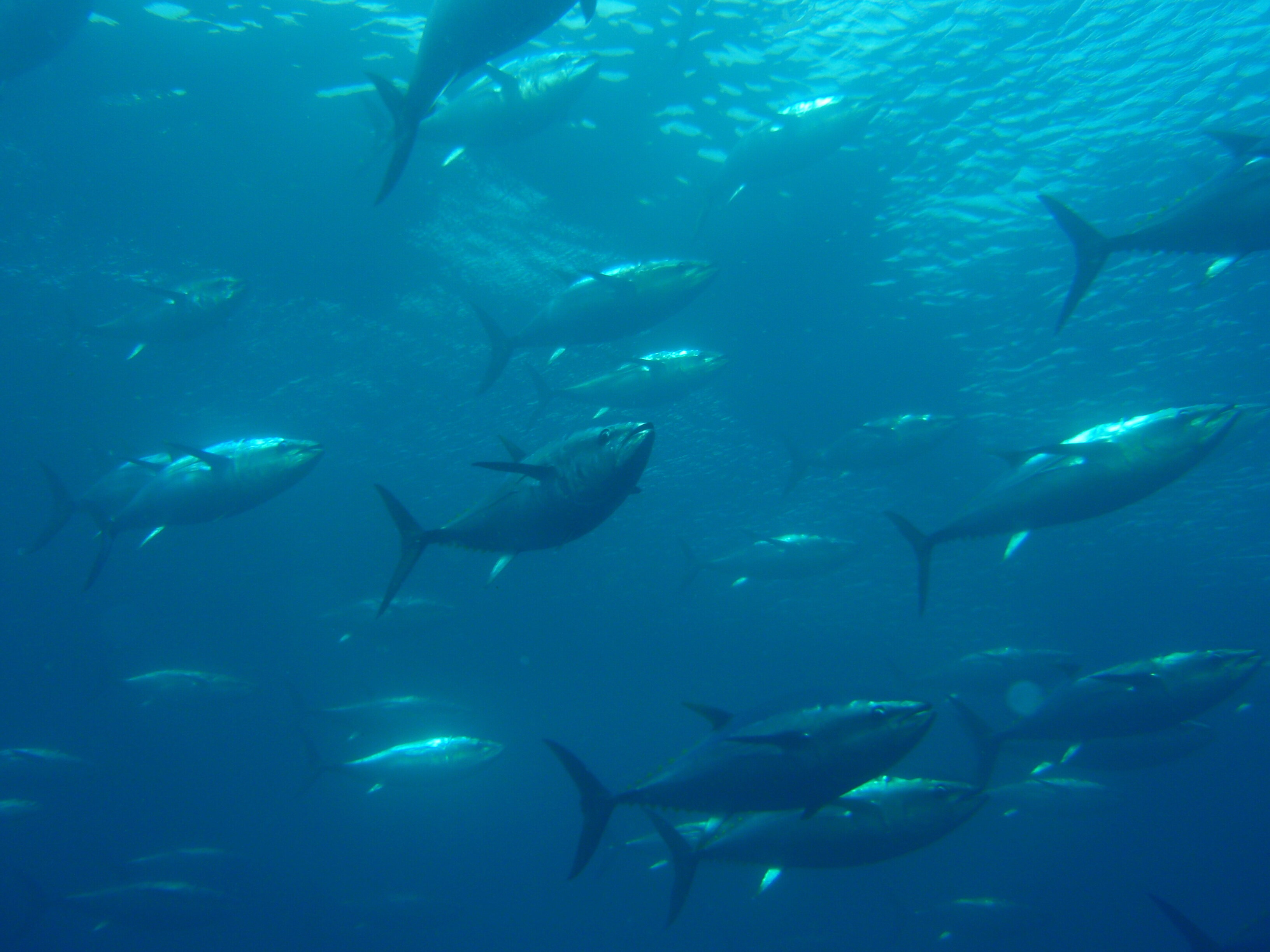 farmed tuna